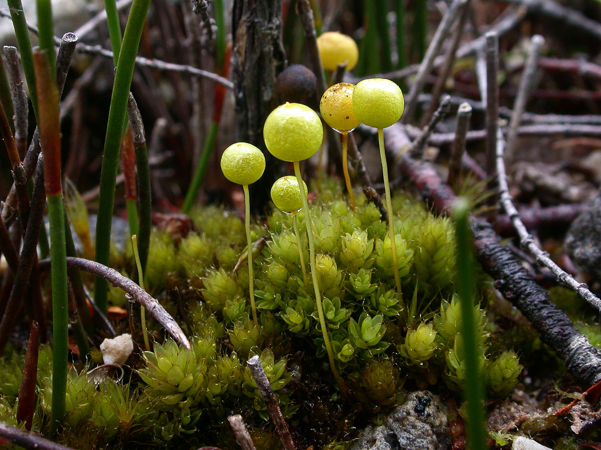 Представитель Семейства Pleurophascaceae